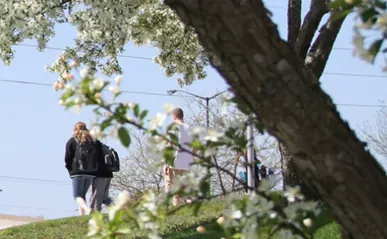 A closeup of a blossoming tree, students are walking in the background.