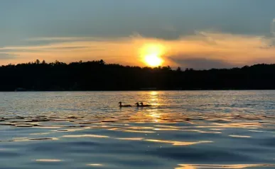 3 loons swimming in a lake