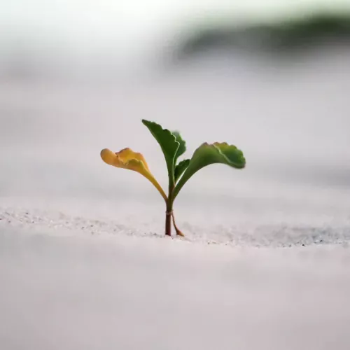 A small green plant sprouting from the sand, representing resilience, growth, and new beginnings.