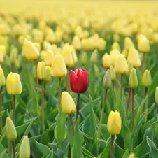 A single red tulip among a field of yellow tulips, symbolizing uniqueness and differentiation.